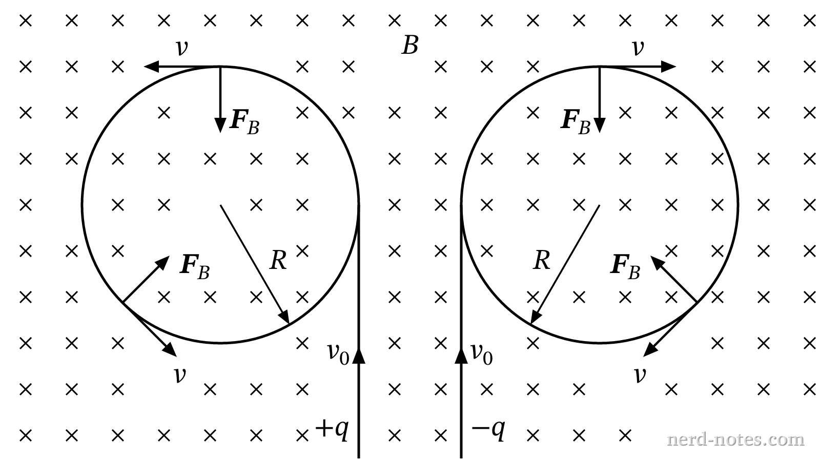Circular paths of oppositely charged particles in a uniform magnetic field.