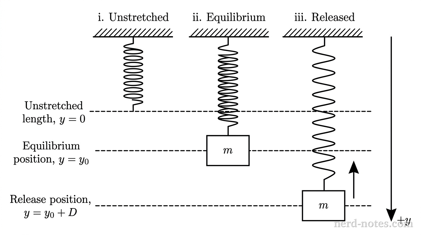 Three side-by-side vertical configurations showing a spring attached to a ceiling. Left: An unstretched spring with its bottom end aligned with a horizontal dashed line labeled 'Unstretched length, y = 0'. Middle: The same spring stretched with a block of mass 'm' attached. The block's center aligns with a second horizontal dashed line labeled 'Equilibrium position, y = y_0'. Right: The spring is stretched further downward with the same block 'm'. The block's center aligns with a third horizontal dashed line labeled 'Release position, y = y_0 + D'. A vertical axis arrow points downward with a '+y' label.