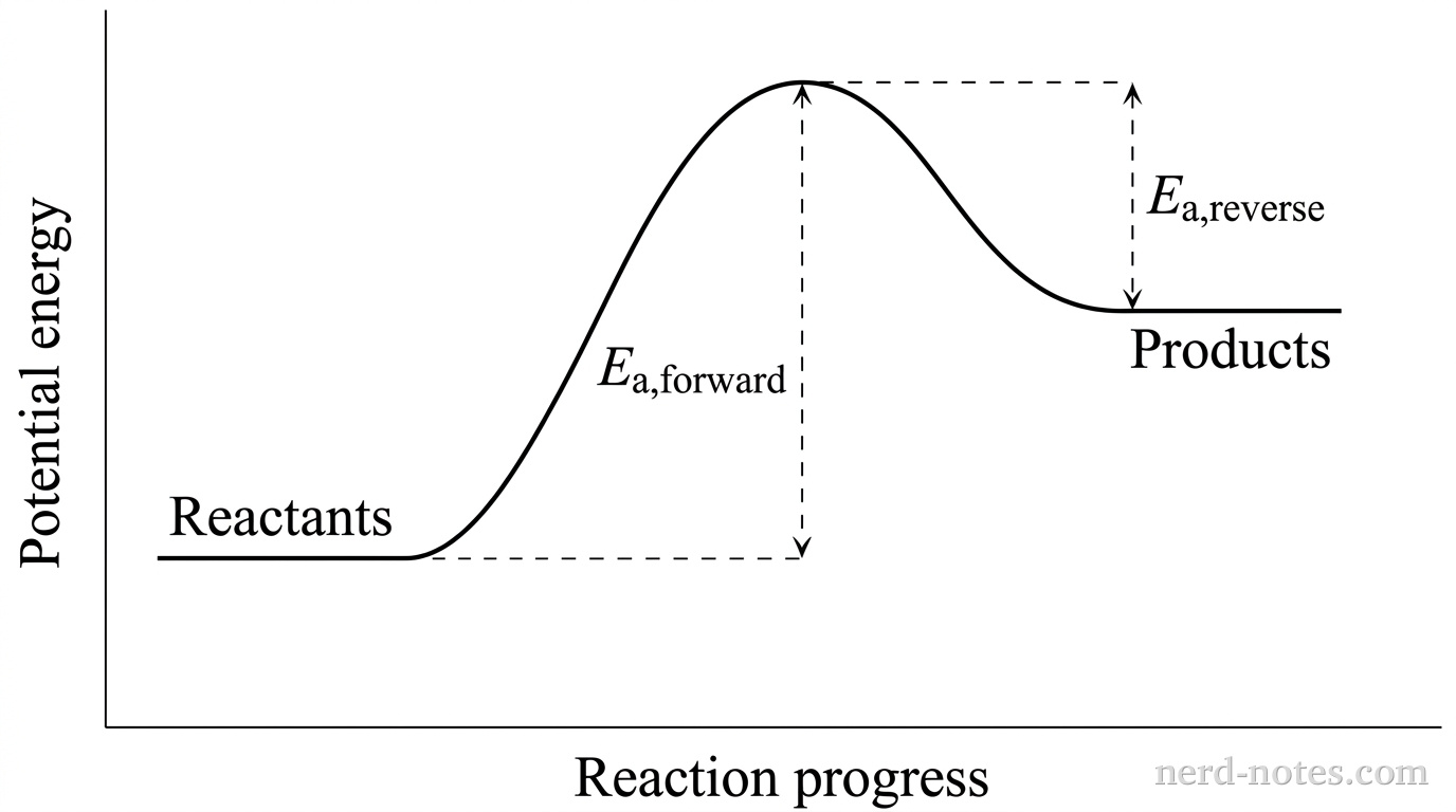 Draw a grayscale reaction-energy profile on bare Cartesian axes with no gridlines or numerical tick marks. Label the vertical axis Potential energy and the horizontal axis Reaction progress. A single solid curve begins with a short horizontal segment at relative energy 40 near the left side, annotated Reactants. The curve rises smoothly to one maximum at relative energy 100 near the center and then falls to a short horizontal segment at relative energy 70 near the right side, annotated Products. Add a vertical dashed double-headed arrow from the reactant energy level to the maximum labeled \(E_{a,\text{forward}}\). Add a second vertical dashed double-headed arrow from the product energy level to the same maximum labeled \(E_{a,\text{reverse}}\). No legend is present. No other curves, labels, text, or annotations appear.