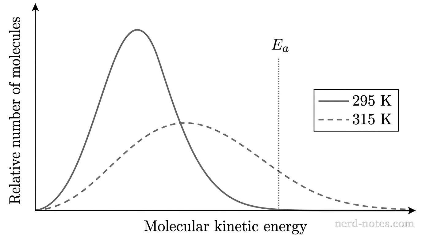 Create a grayscale Maxwell–Boltzmann distribution graph with a horizontal axis labeled “Molecular kinetic energy” and a vertical axis labeled “Relative number of molecules.” Use bare axes with arrowheads and no tick marks, numerical values, or gridlines. Draw two smooth curves of equal total area. The solid curve begins at the origin, rises steeply to a tall narrow peak about one-third across the axis, and then approaches the horizontal axis. The dashed curve begins at the origin, has a lower broader peak farther right, and decays more gradually. Place a vertical dotted line labeled “\(E_a\)” about three-quarters across the horizontal axis, to the right of both peaks; beyond it, the dashed curve lies above the solid curve. Include a legend mapping solid to “\(295\text{ K}\)” and dashed to “\(315\text{ K}\).” No other labels, text, or annotations appear.
