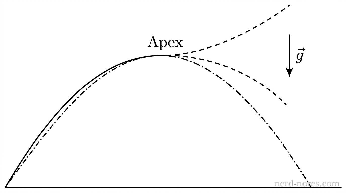 A 2D coordinate diagram showing a horizontal ground line. A solid curved parabolic trajectory starts from the ground on the left at the origin and rises to a peak labeled Apex. At the peak, the path splits into two diverging dashed paths representing two fragments, one path flying forward and upward and the other path flying forward and downward. A third dashed-dotted curve continues along the original parabolic arc from the apex down to the ground on the right. An acceleration arrow points vertically downward labeled \(\vec{g}\). No other labels, lines, text, or axes appear.