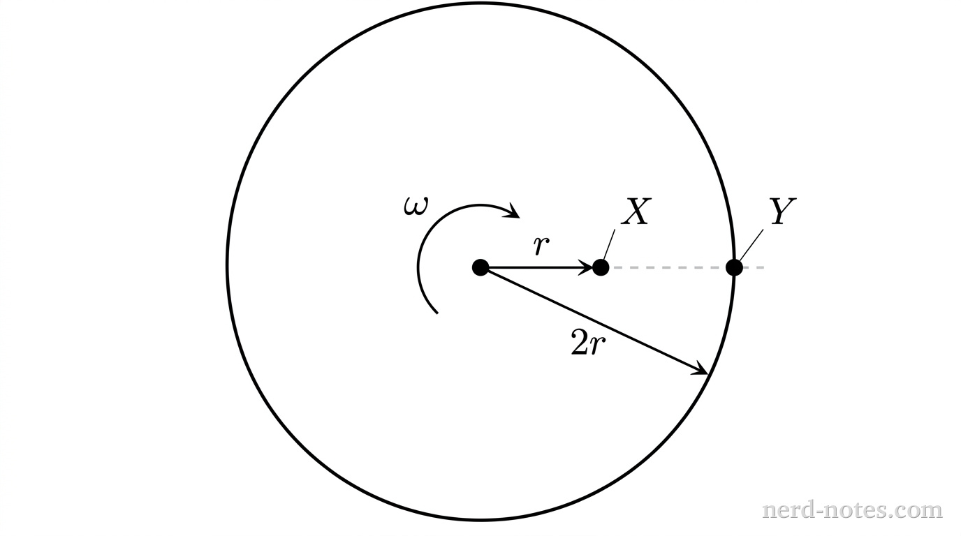 A circle representing a rotating disc viewed from above. A central dot marks the fixed axis of rotation with a curved arrow labeled \(\omega\) indicating counterclockwise rotation. A horizontal dashed radial line extends from the center to the right edge. Point \(X\) is marked as a solid dot on the line at a distance labeled \(r\) from the center. Point \(Y\) is marked as a solid dot farther along the same line at a distance labeled \(2r\) from the center. No other labels, lines, text, or axes appear.
