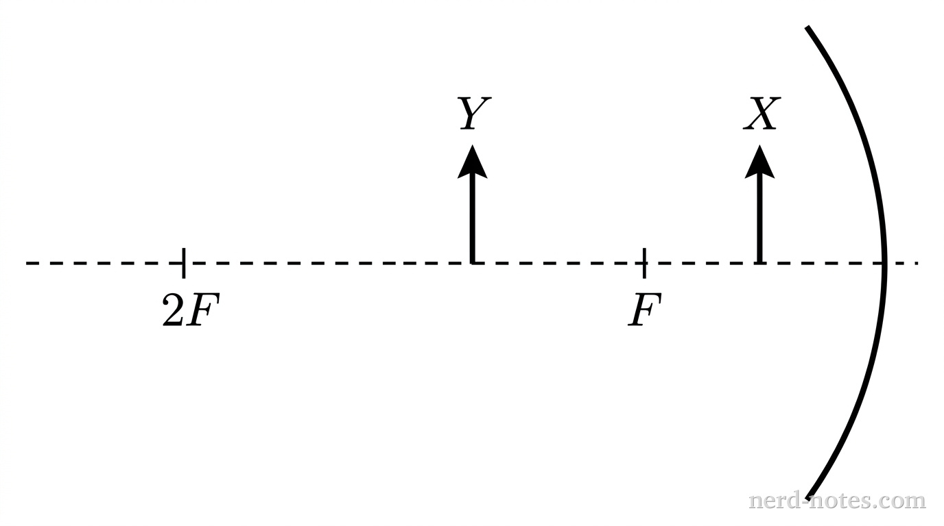 A horizontal dashed line represents the principal axis. On the right side, a vertically oriented curved concave mirror arc opens toward the left. Along the horizontal axis to the left of the mirror, two tick marks are labeled: a tick labeled F at distance f from the mirror vertex, and a tick labeled 2F at distance 2f from the vertex. Two vertical upright solid arrows representing objects stand on the axis: arrow X sits halfway between the vertex and F at position 0.5f, and arrow Y sits halfway between F and 2F at position 1.5f. Arrow X is labeled X and arrow Y is labeled Y, with both arrows having equal height. No light rays, images, or additional lines appear.