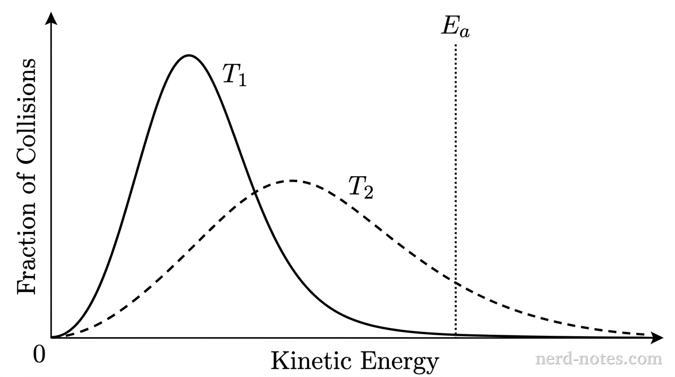 A 2D line graph with a horizontal axis labeled 'Kinetic Energy' and a vertical axis labeled 'Fraction of Collisions'. The origin is at the bottom left with no numerical tick marks or gridlines. Two smooth distribution curves originate near the origin. Curve 1 is drawn as a solid line labeled '\(T_1\)' with a relatively tall, narrow peak located toward the left side of the graph. Curve 2 is drawn as a dashed line labeled '\(T_2\)' with a lower, broader peak shifted toward higher kinetic energy to the right. Both curves decay toward the horizontal axis at high kinetic energy, with the dashed curve remaining above the solid curve at high energies. A vertical dotted line is positioned in the high-energy tail region to the right of both peaks and is labeled '\(E_a\)' at the top. The area under the dashed curve to the right of '\(E_a\)' is visibly larger than the area under the solid curve to the right of '\(E_a\)'. No other lines, labels, text, or annotations appear.