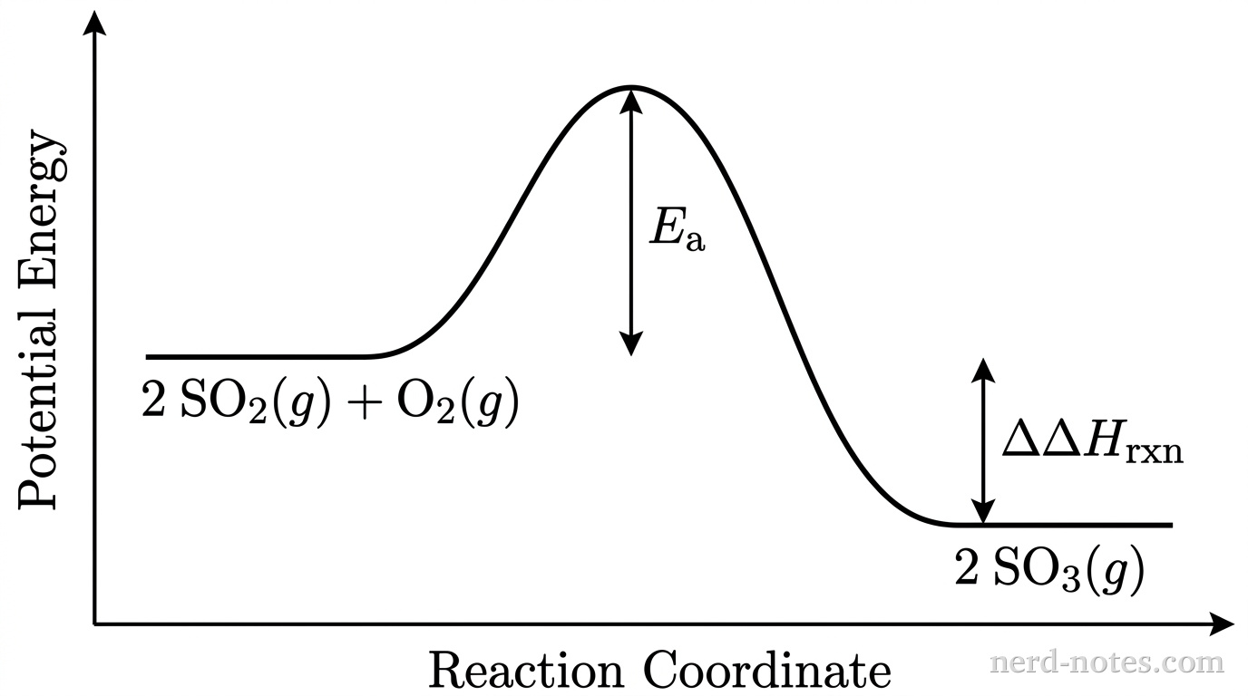 A grayscale reaction energy profile with bare axes and no gridlines. The vertical axis is labeled 'Potential Energy' and the horizontal axis is labeled 'Reaction Coordinate'. A single solid black curve begins on the left at a flat plateau representing reactants labeled '2 SO2(g) + O2(g)'. The curve rises to a single smooth peak representing the transition state, and then falls to a lower horizontal plateau on the right representing products labeled '2 SO3(g)'. A vertical double-headed arrow between the reactant plateau and the peak is labeled 'Ea'. A vertical double-headed arrow between the reactant plateau and the product plateau is labeled 'Delta H rxn'. No other curves, gridlines, colors, or decorative annotations appear.
