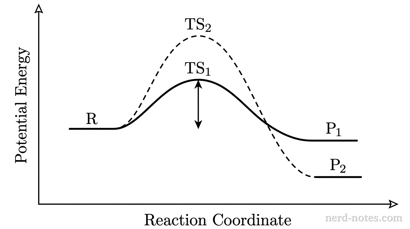 A reaction energy profile graph plotted on Cartesian axes with a vertical axis labeled Potential Energy and a horizontal axis labeled Reaction Coordinate without gridlines. A horizontal line segment at the left represents reactant \(\text{R}\). From \(\text{R}\), two distinct reaction pathways branch. Pathway 1, drawn as a solid curve, rises to a lower activation energy peak labeled \(\text{TS}_1\) and descends to a product plateau labeled \(\text{P}_1\), which lies below \(\text{R}\). Pathway 2, drawn as a dashed curve, rises to a higher activation energy peak labeled \(\text{TS}_2\) and descends to a product plateau labeled \(\text{P}_2\), which lies significantly lower in energy than \(\text{P}_1\). A double-headed arrow indicates that the activation energy barrier to \(\text{TS}_1\) is smaller than the activation energy barrier to \(\text{TS}_2\). No other curves, gridlines, labels, or annotations appear.